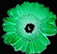 Blume2.gif (13961 Byte)