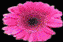 Blume3b.gif (12609 Byte)
