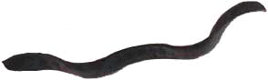 Wand13.gif (4843 Byte)