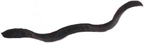 Wand13.jpg (2223 Byte)