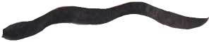 Wand18.jpg (2111 Byte)