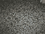 bod7.gif (12099 Byte)