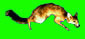 fuchsg.jpg (5238 Byte)