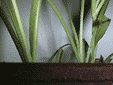 pfla1.GIF (7523 Byte)