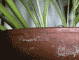pfla2.GIF (7531 Byte)