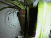pfla4.gif (7853 Byte)