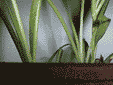 pflanz1.gif (13614 Byte)