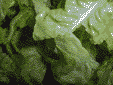 salat1.gif (13046 Byte)