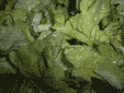 salat11.gif (8456 Byte)