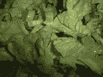 salat2.gif (26154 Byte)