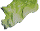 salat3.gif (12554 Byte)