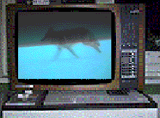 tvcoy3.gif (96434 Byte)