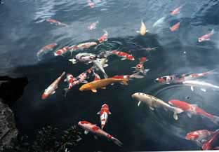 Koi01.jpg