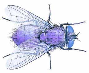 flyneg04.jpg